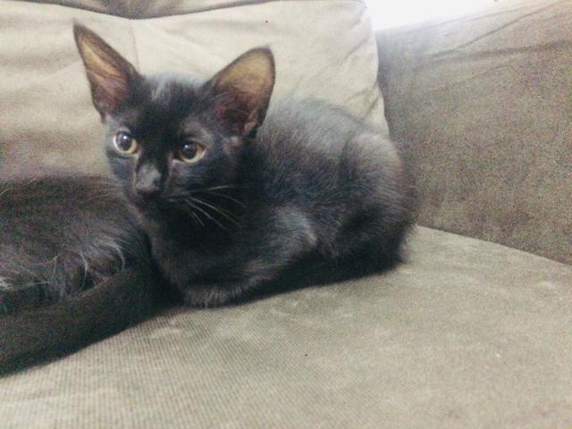 Gata para adoção - Foto 4