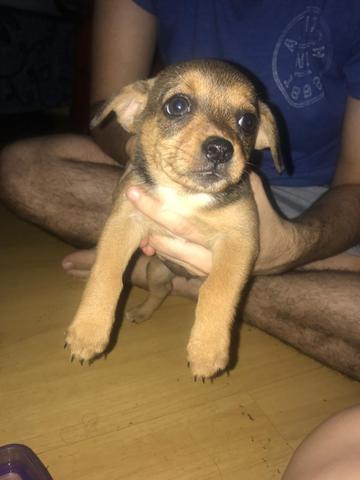 Cães para adoção - Foto 4
