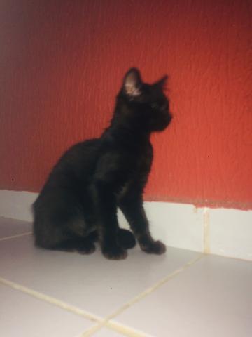 Gata para adoção