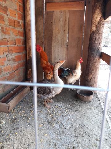 Índio gigante - Foto 2