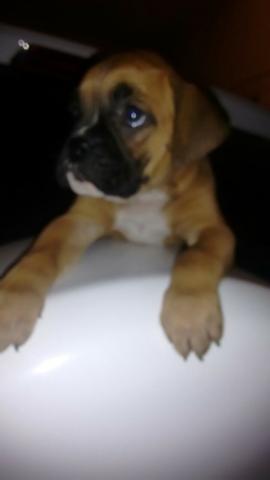 Filhote Husky/Akita Inú/Bichon Frisé/Maltes/Yorshire/Beagle/Rottweiler - Foto 2