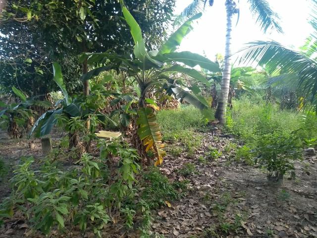 Terreno - Foto 4