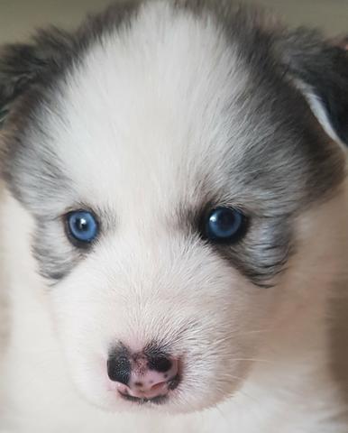 Husky Siberiano