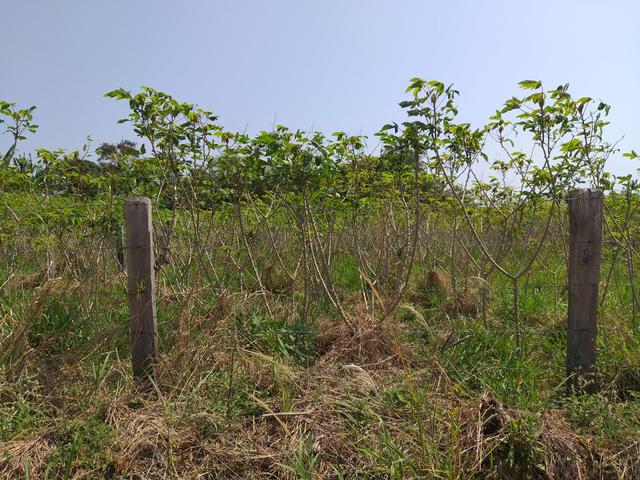 Vendo chacara - Foto 2