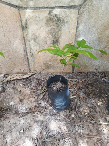 Vendo mudas - Foto 2