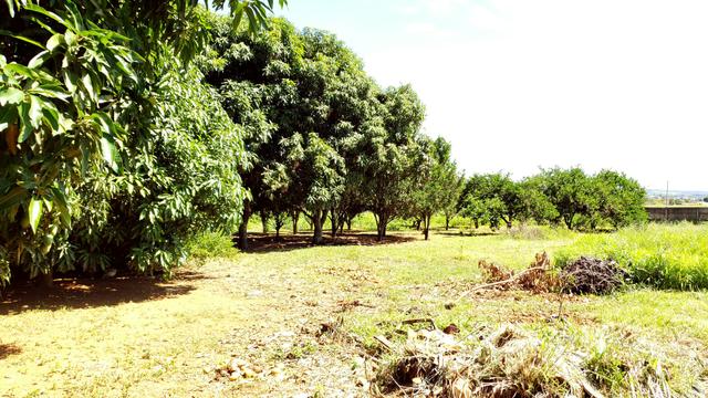 Chácara 20.000m2 incra 9 3km de chão casa simples pomar pode escriturar - Foto 17