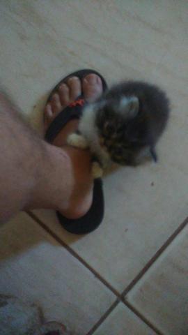 Gato Persa Fêmea - Foto 5