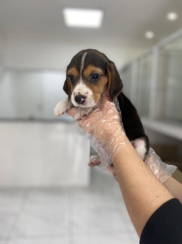 Beagle mini, a pronta entrega