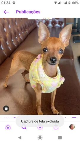 Filhote de pinscher X poodle - Foto 2