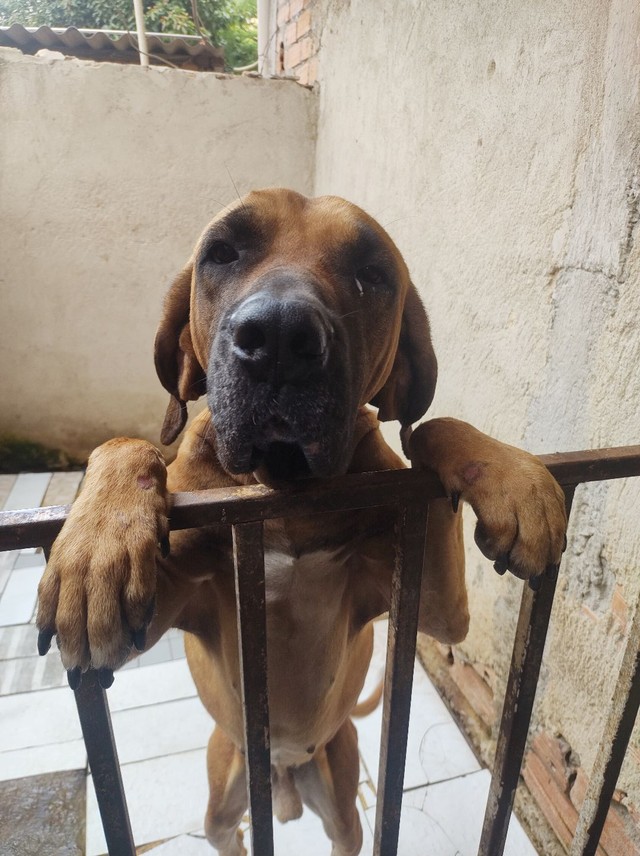fila brasileiro olx