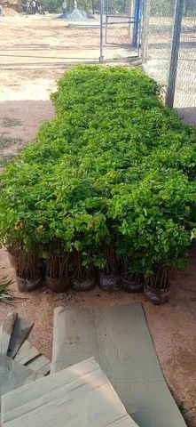 Mudas grandes de Sansão do campo - Foto 3