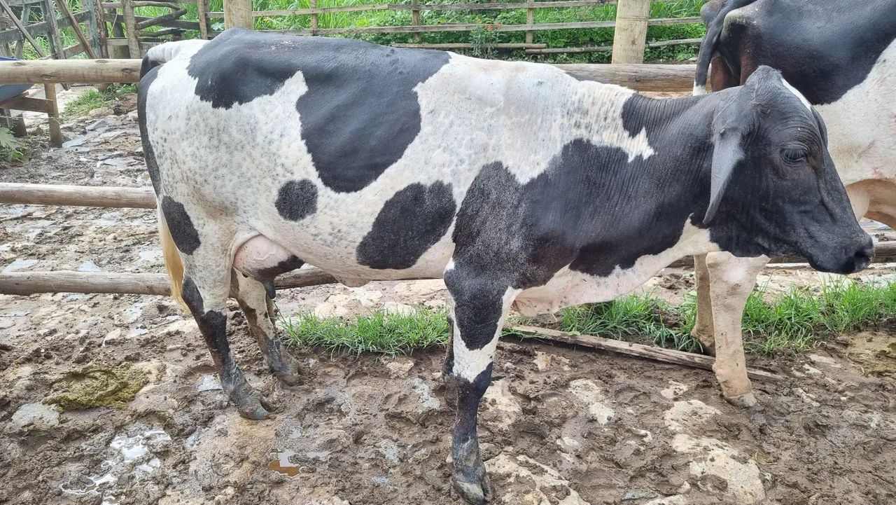 Vaca leiteira girolanda - Foto 2