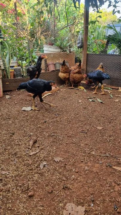 Galinha Embrapa 51, Frangos Caipira e Galinha Nagazaki - Foto 6