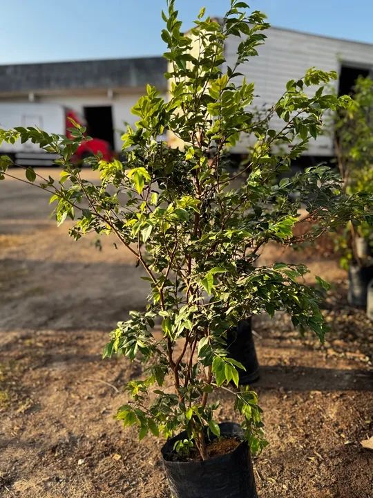 Mudas de plantas em atacado  - Foto 2