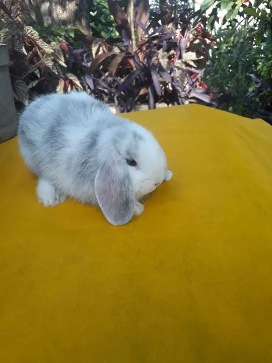 Mini Lop uruguaio importado megpie  - Foto 3