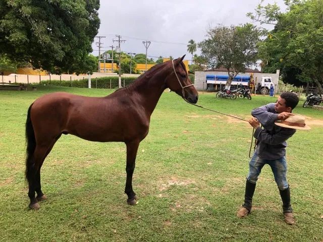 Cavalo marcha batida - Foto 2