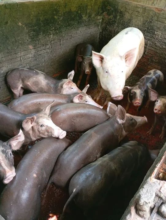 Porcos e Frangos Caipirão  - Foto 5