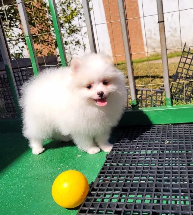 Lulu da Pomerânia - Macho - Pedigree CBKC - 10x s/ no cartão com Garantia - Foto 3