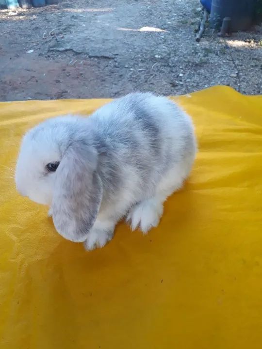  Mini Lop uruguaio importado megpie 