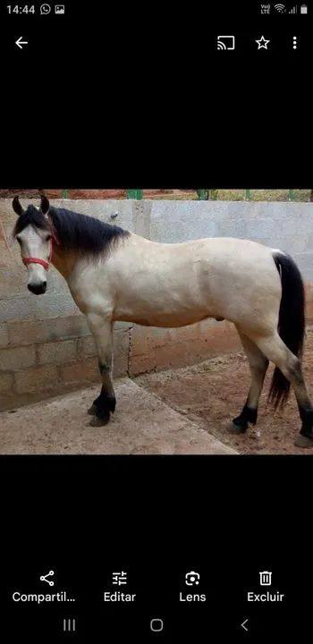 Cavalo Mangalarga Marcha Picada