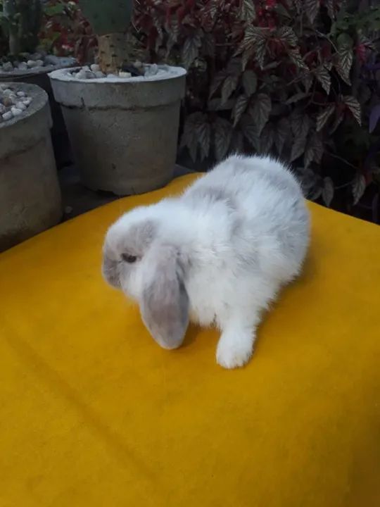  Mini Lop uruguaio importado megpie  - Foto 4