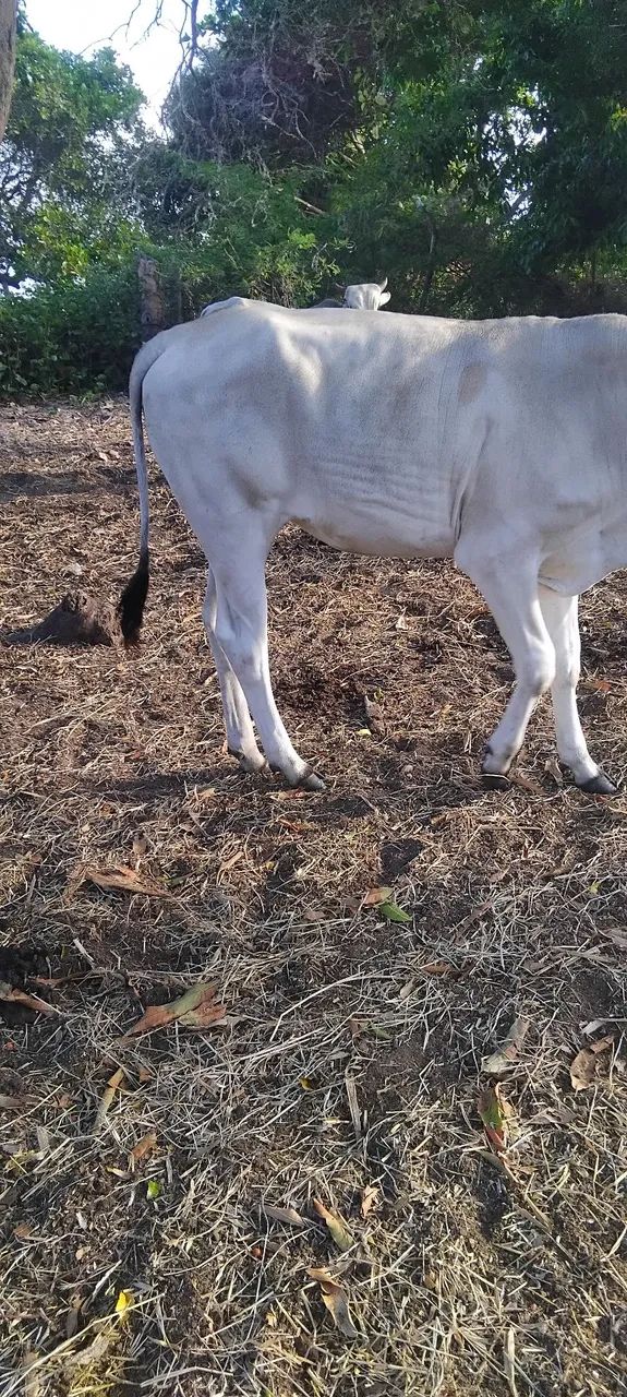 Vendo uma linda novilha - Foto 6