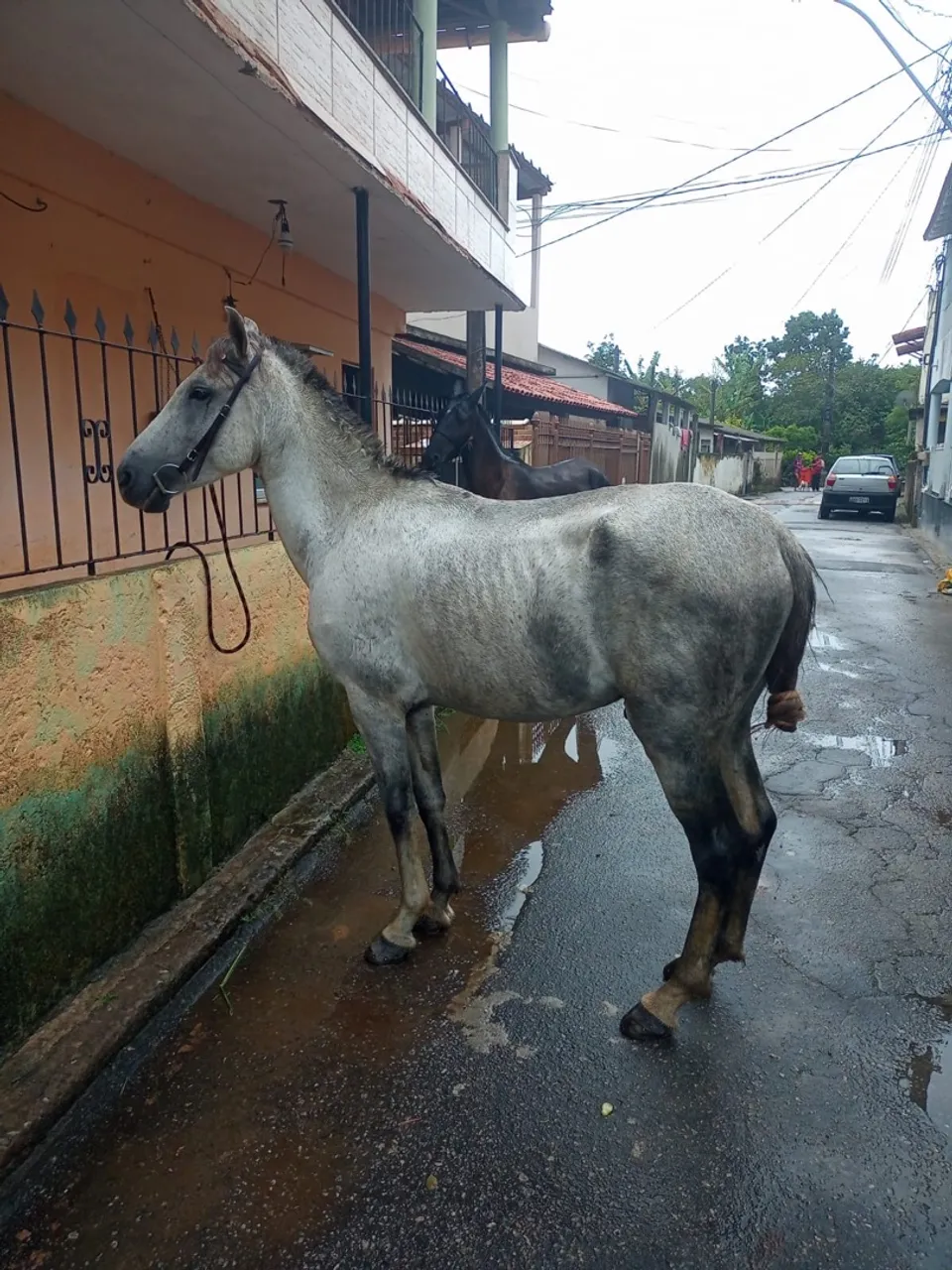 Cavalo para venda mangalarga