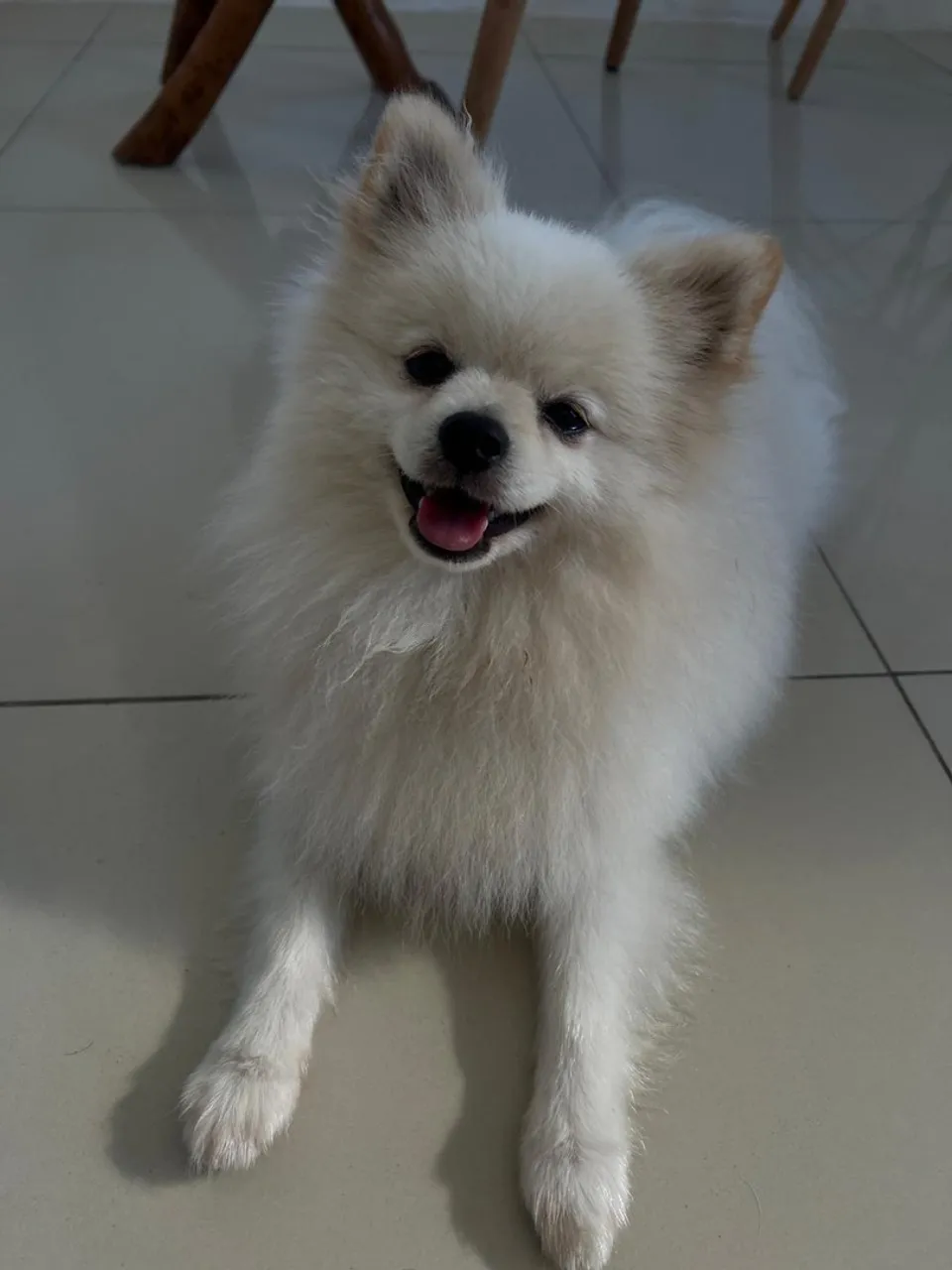 Spitz Alemão Filhote - Pelúcia de 4 Patas!