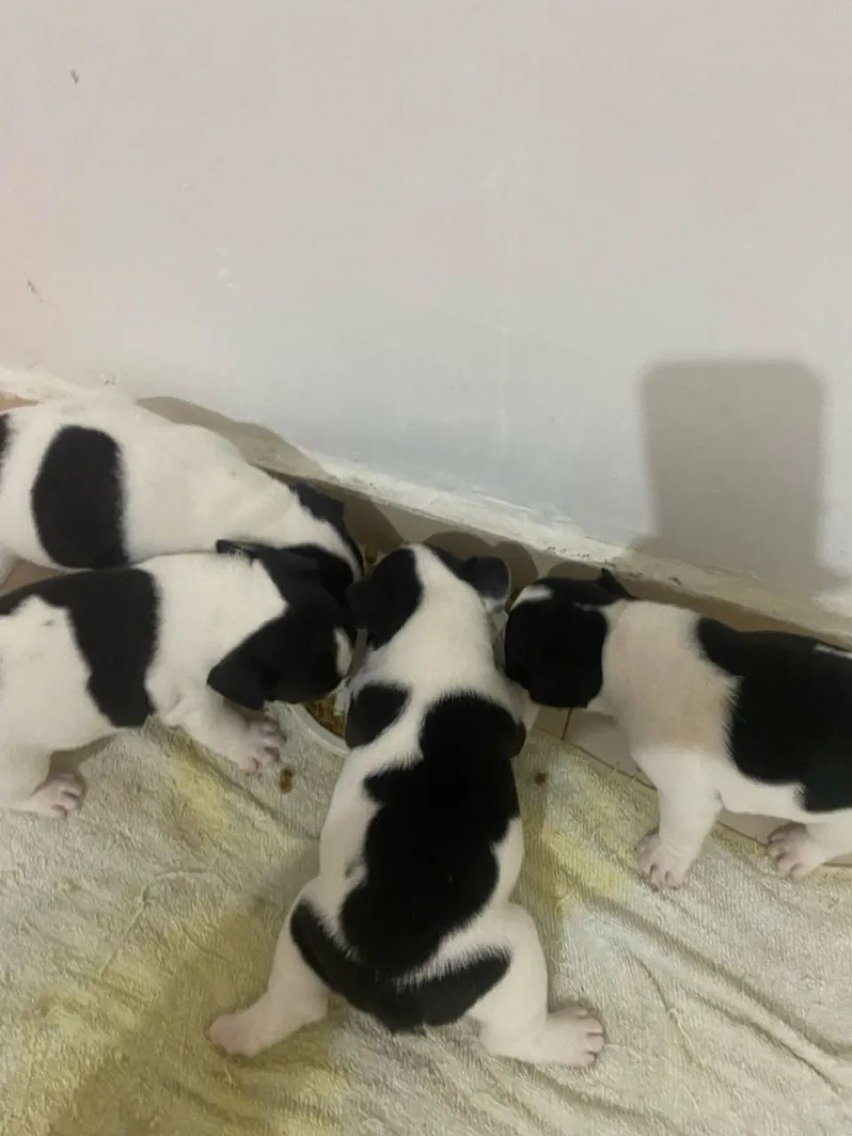 Filhotes de Bulldog Francês para vender  - Foto 5