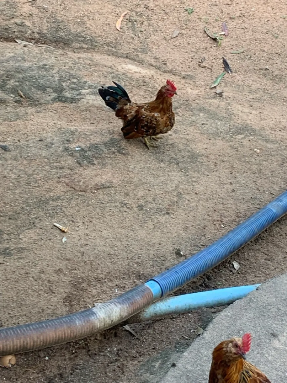 Galinhos ganize 