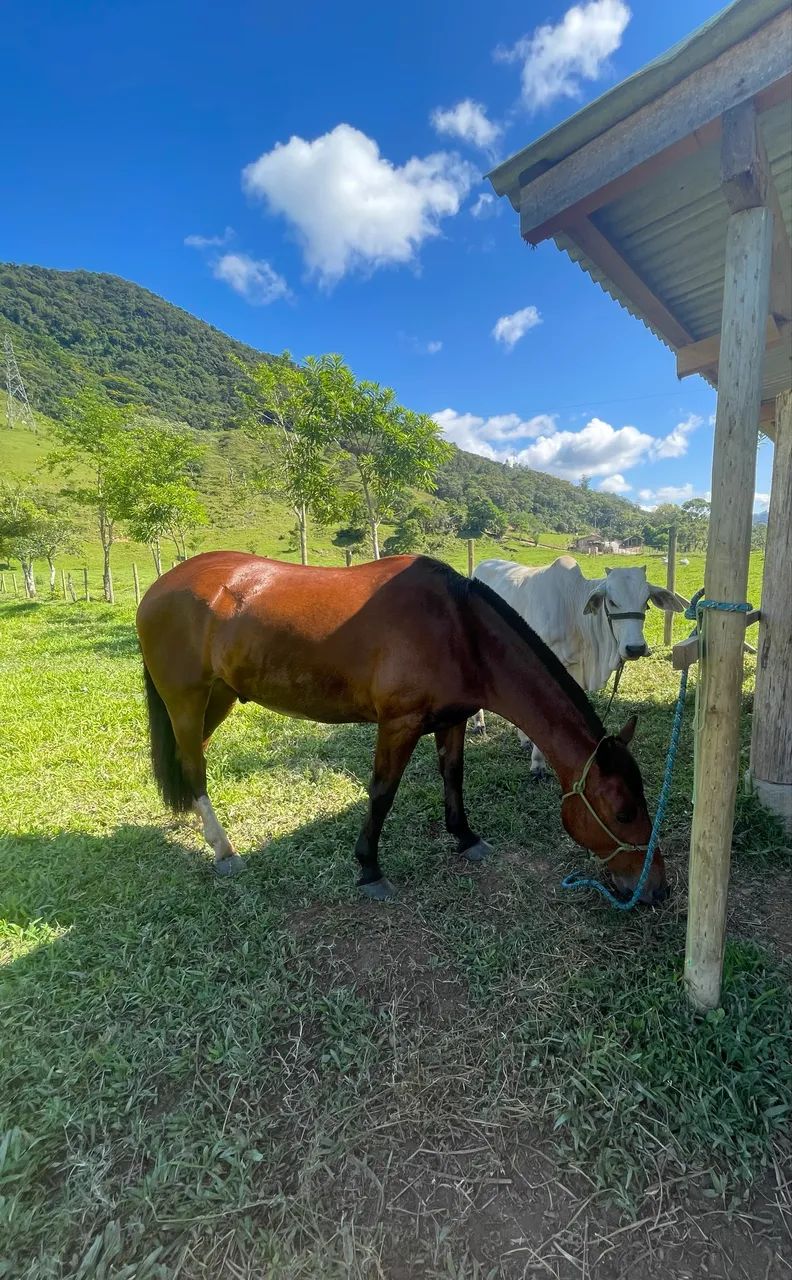 Cavalo crioulo - Foto 2