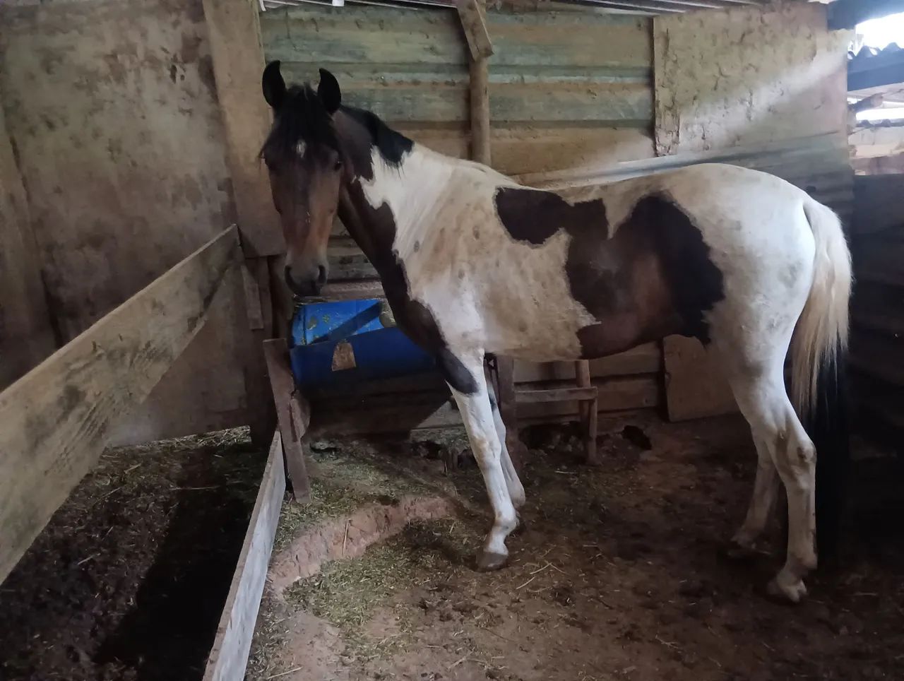 Vendo mangalarga marchador