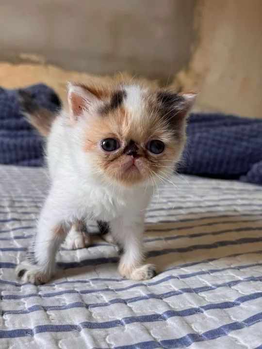 Gatinho Persa disponível 