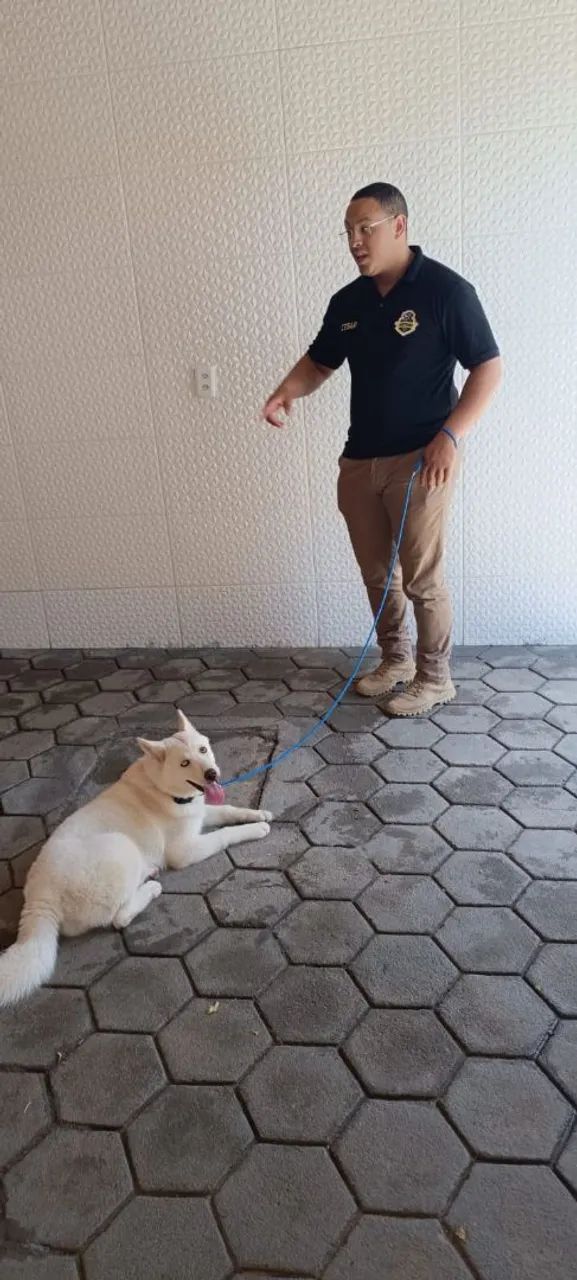 HUSKY SIBERIANO - Foto 5