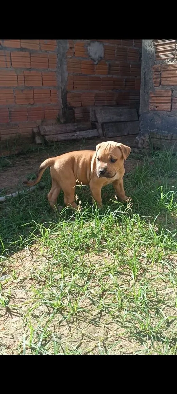 Filhote Pitmonster