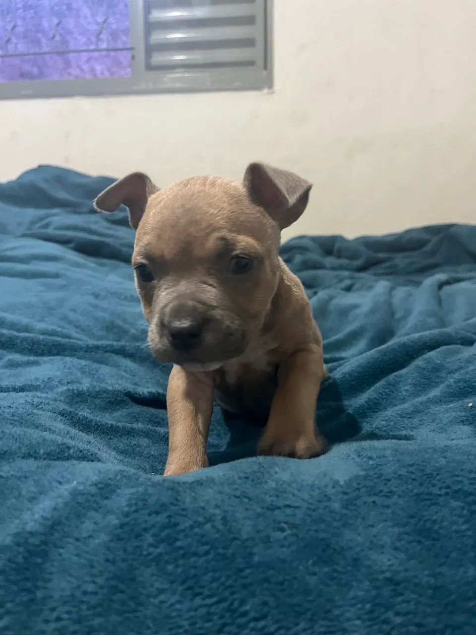 Filhotes de Pitbull disponível!! - Foto 5