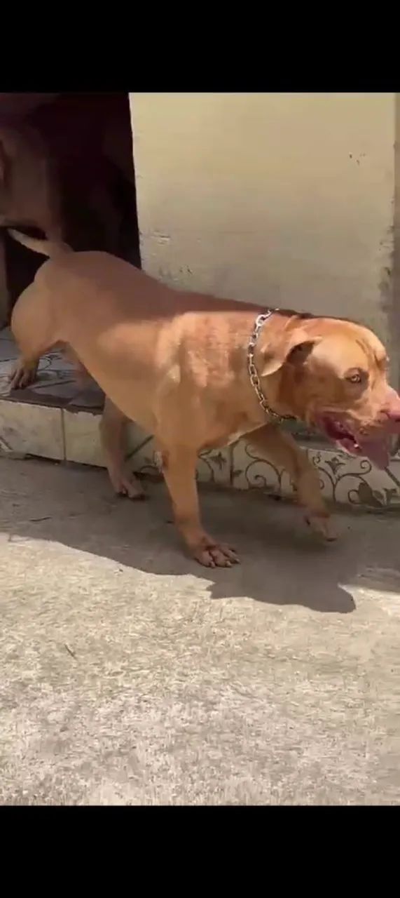 Filhotes de Pit Bull pra vender logo 1000 rs - Foto 5