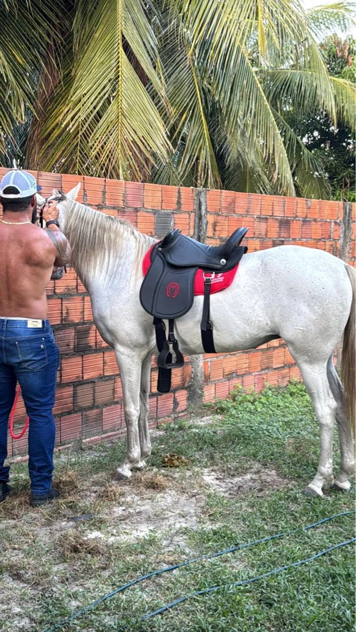 Égua Quarto de milha  - Foto 5