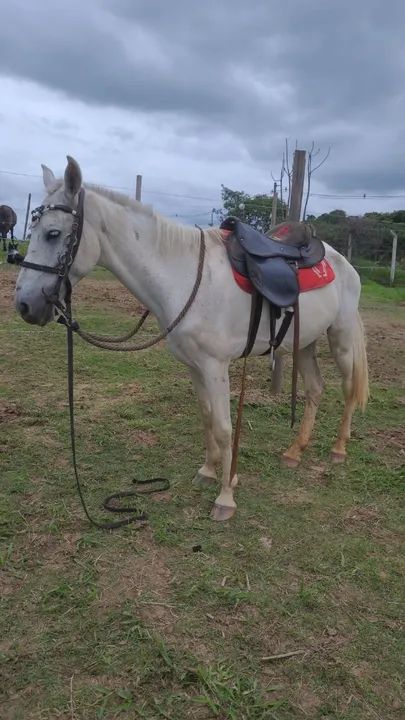 Cavalo tordilho  - Foto 3