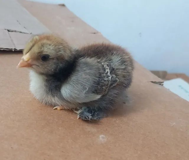 Pintinhos diversos...caipiras e Brahmas puros