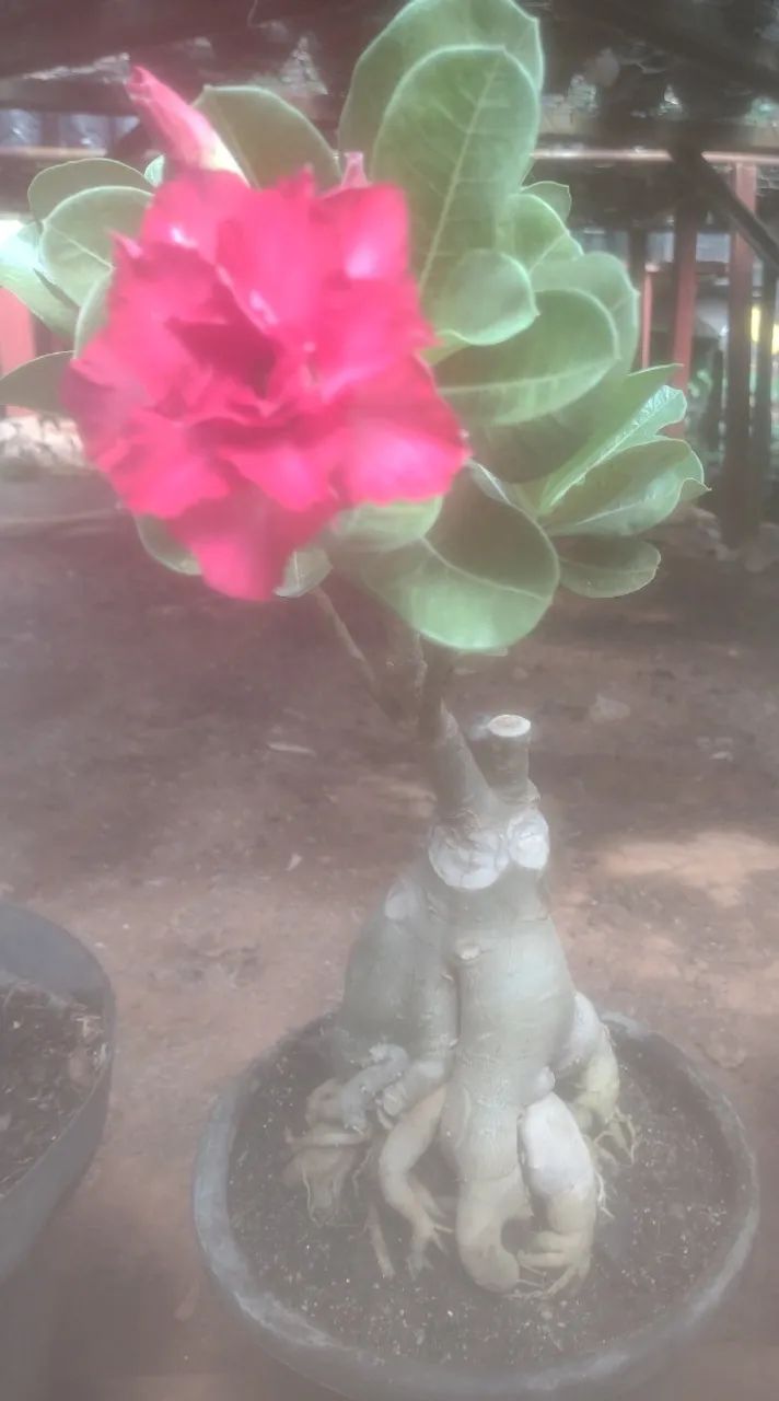 Rosas do deserto - Foto 2