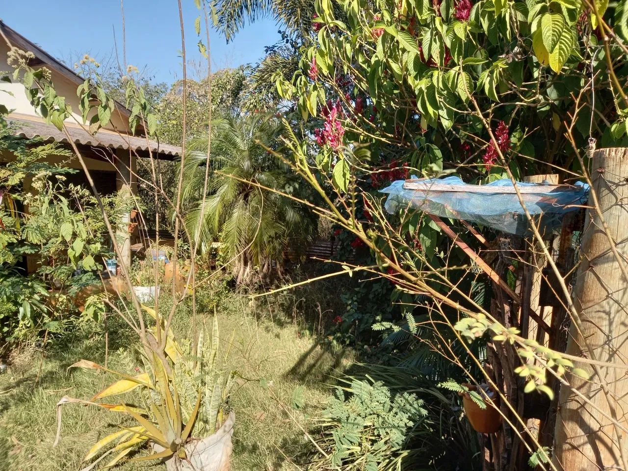 Vendo uma chácara a 15 km de Campo Grande MS  - Foto 5