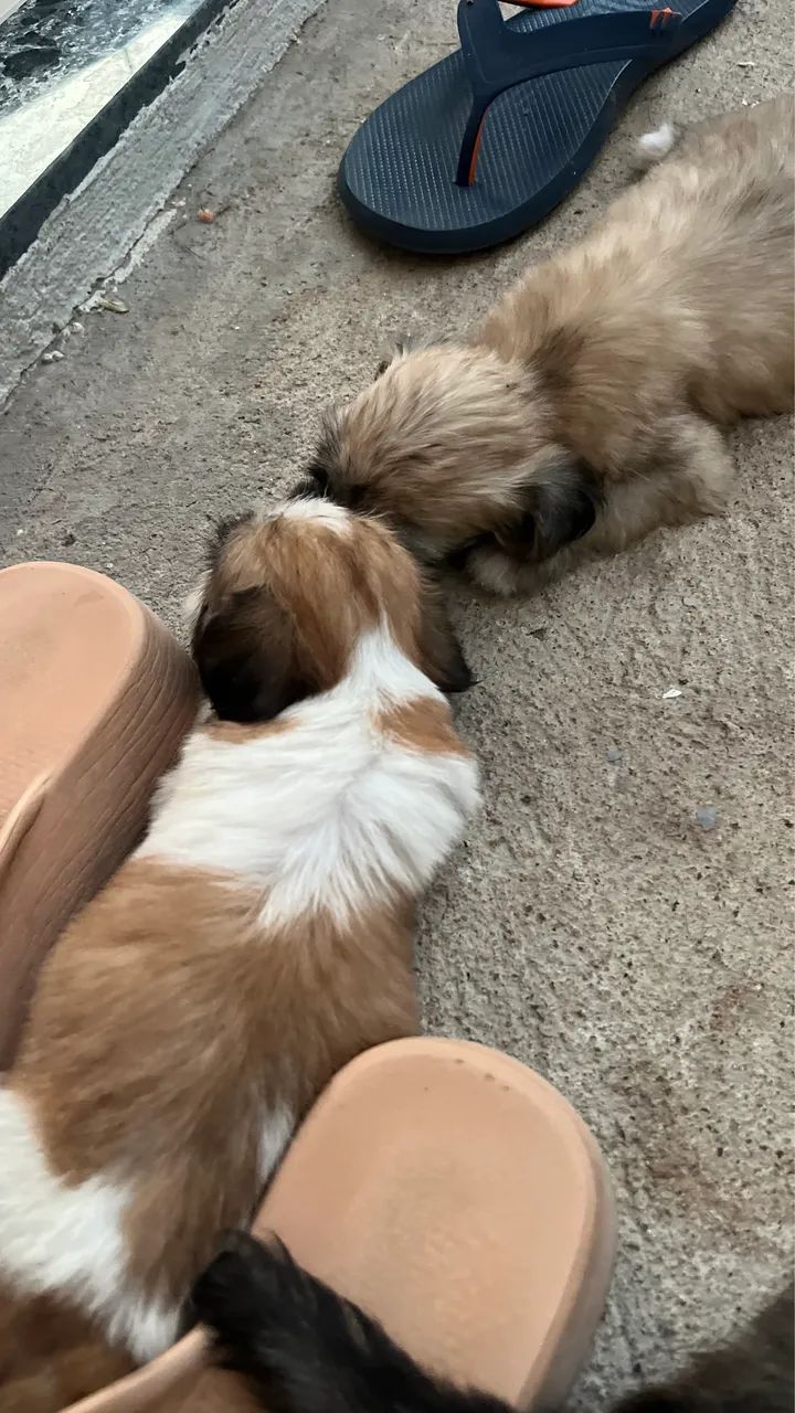 Vende-se filhote de terra-nova 