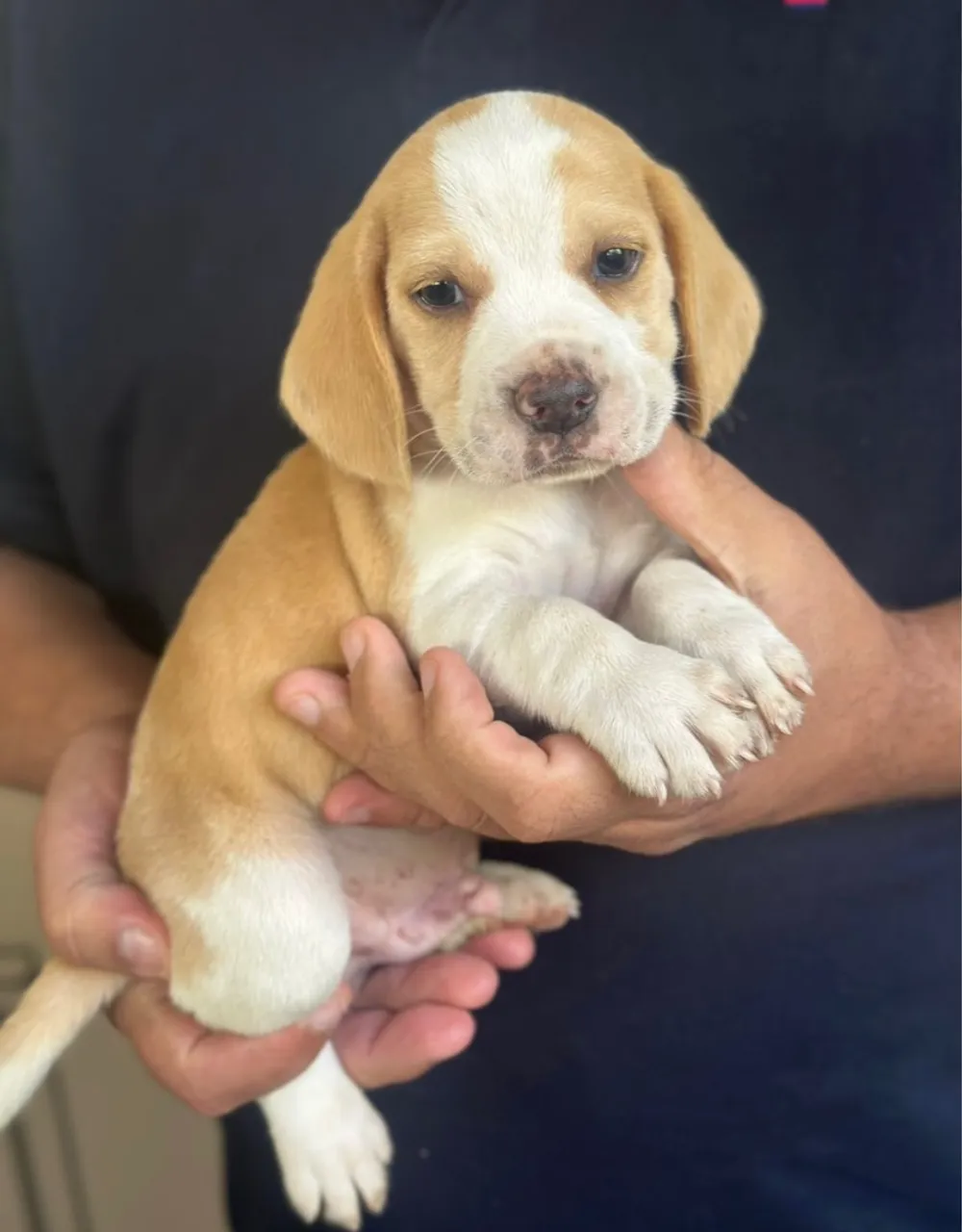 Beagle lindo e dócil