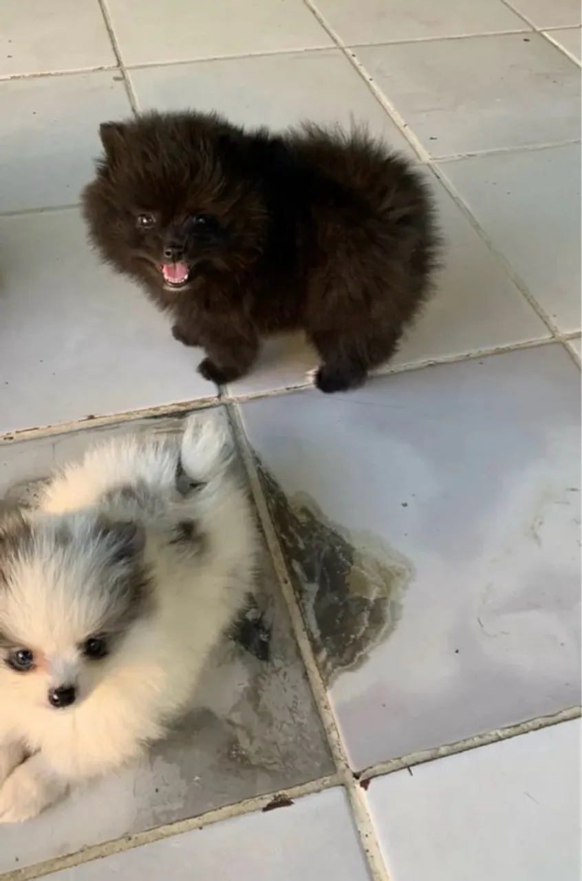 Filhotes fofos de Spitz Alemão