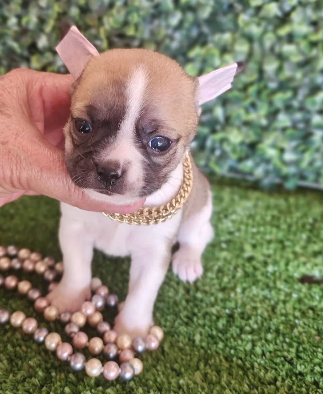 Chihuahua fêmea de pelagem curta tricolor  - Foto 2
