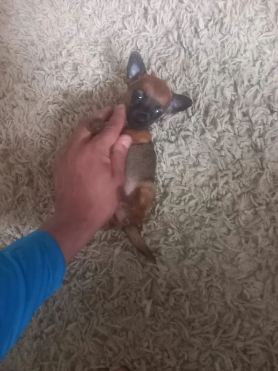 Número 0 macho Pinscher 