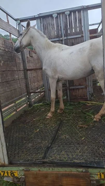 Cavalo tordilho  - Foto 2