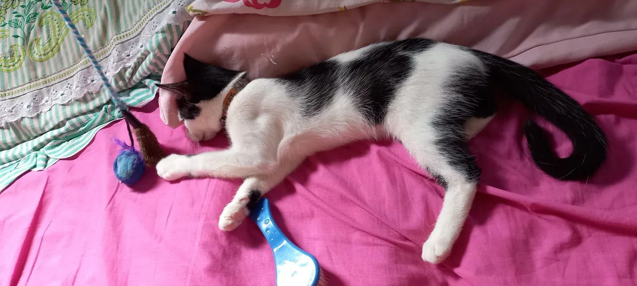 Gata frajola adoção - Foto 4