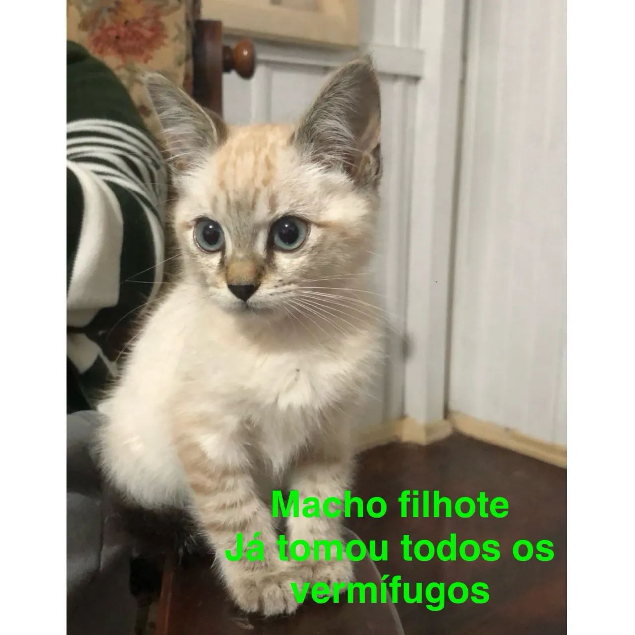 Gatos (filhotes) adoção responsável